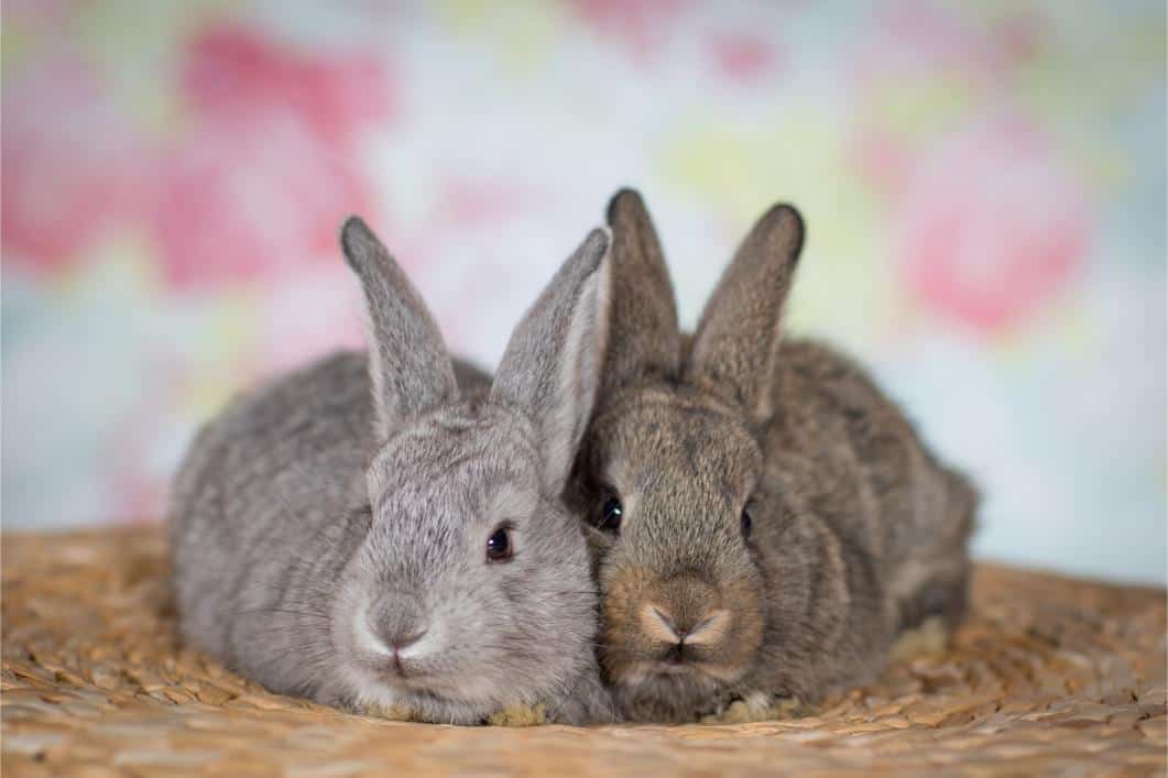 Information for Bunny Lovers About Rabbit Hemorrhagic Disease Virus (RHDV)