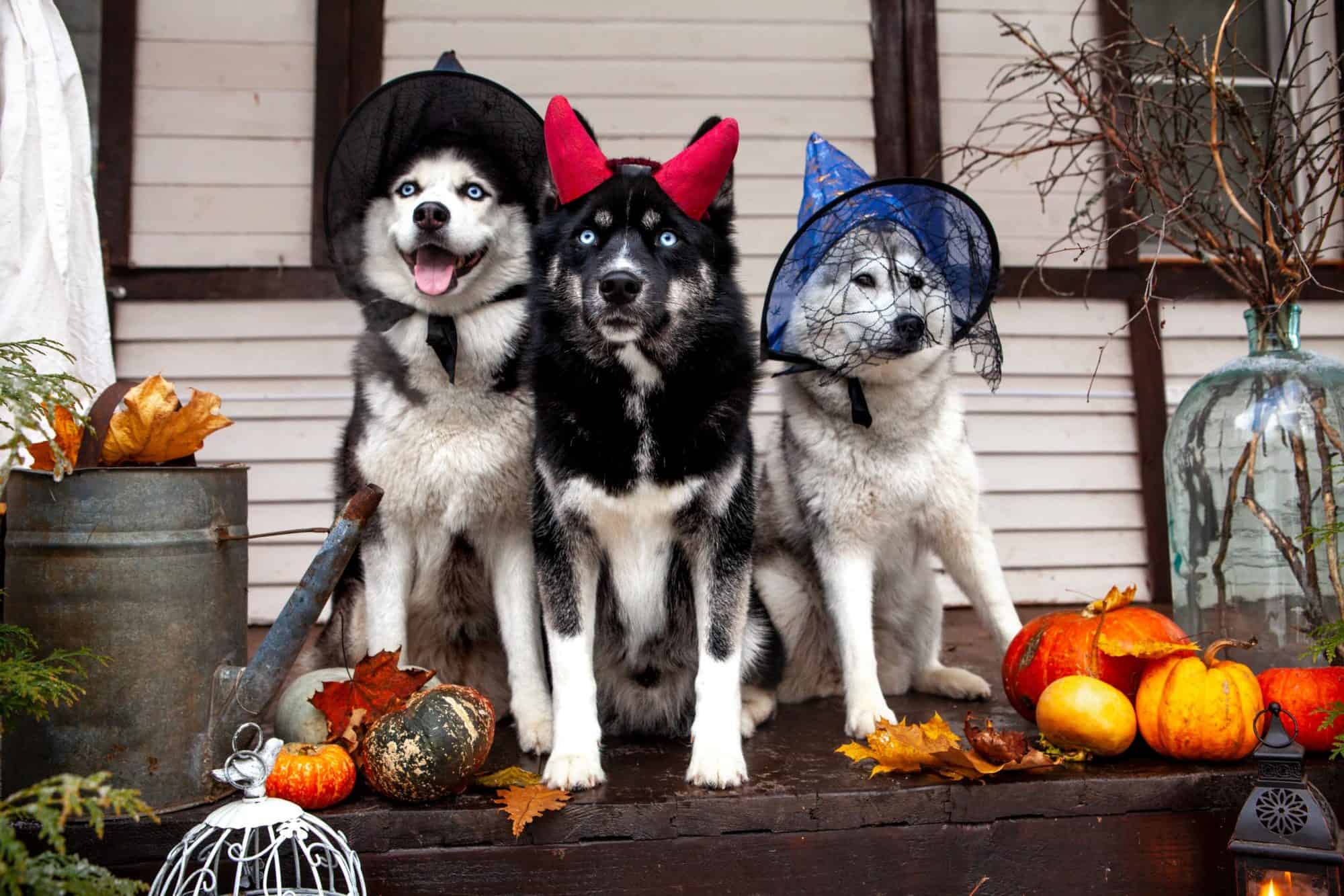 How To Keep Your Pet Safe On Halloween 