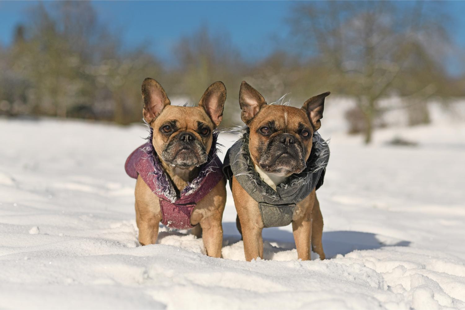 Winter Dangers for Pets