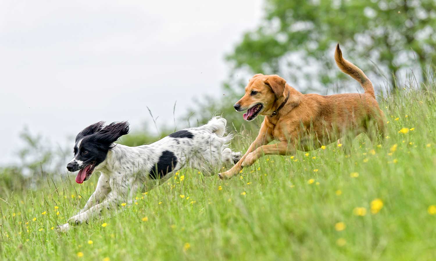 Two dogs running in a field