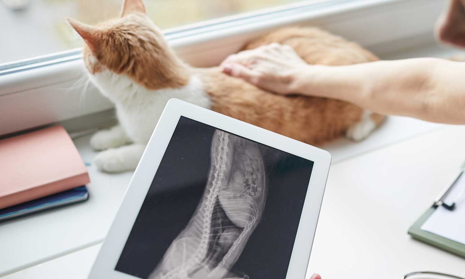 A cat and an x-ray