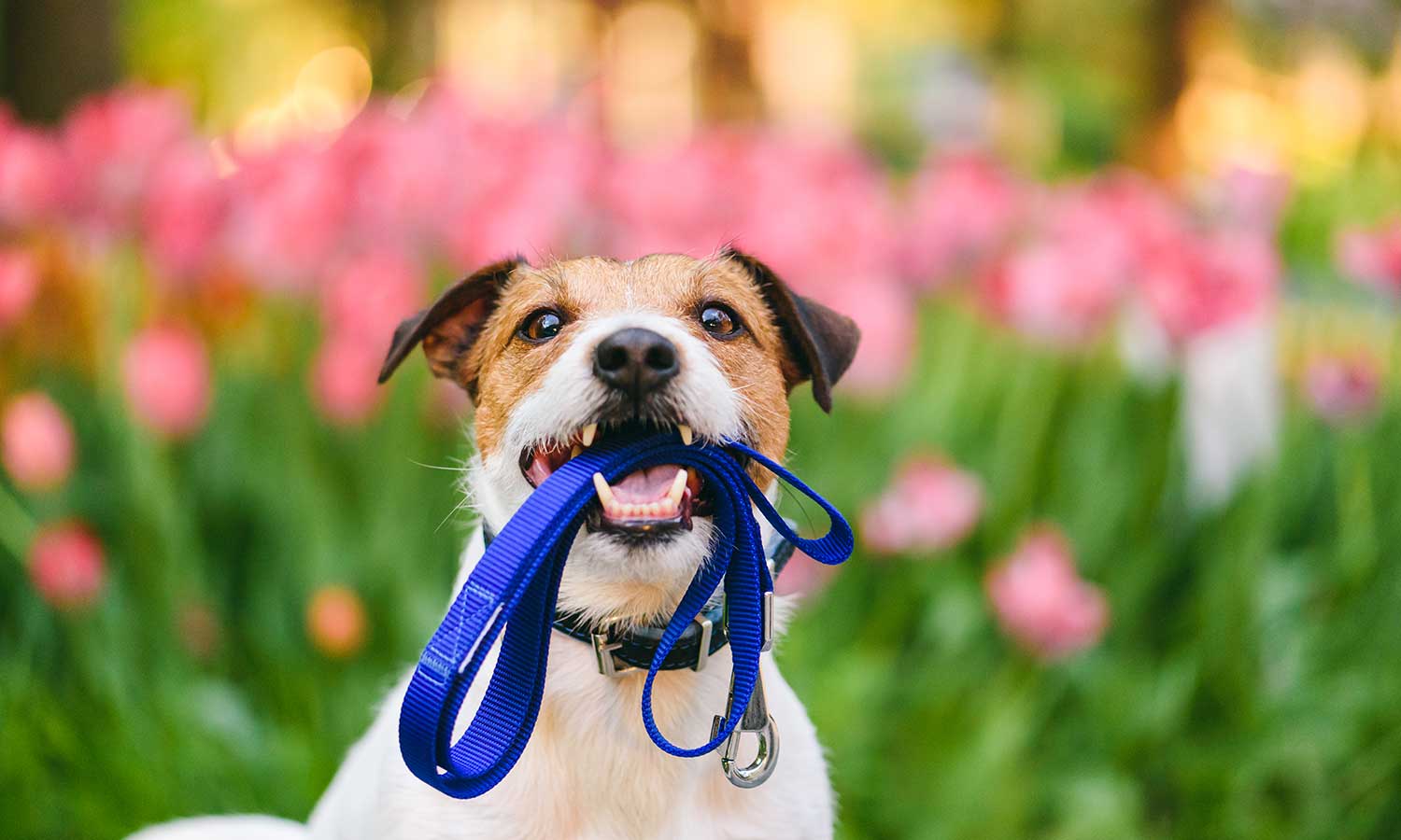 A Jack Russell Terrier with a leash