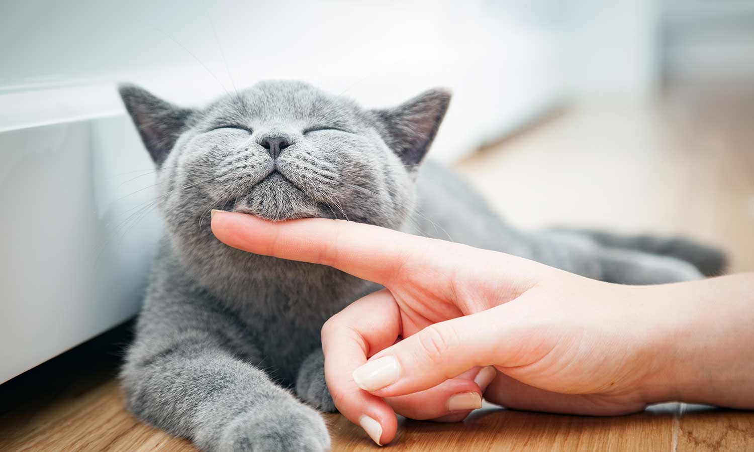 A grey cat being stroked on the chin