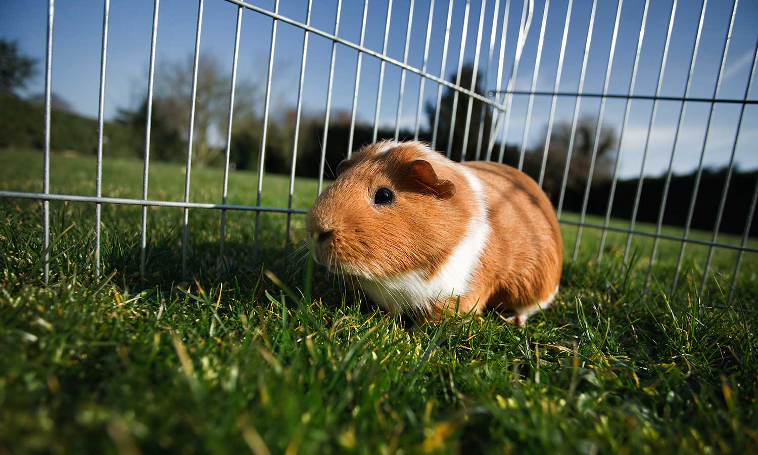 A guinea pig enjoying some grass