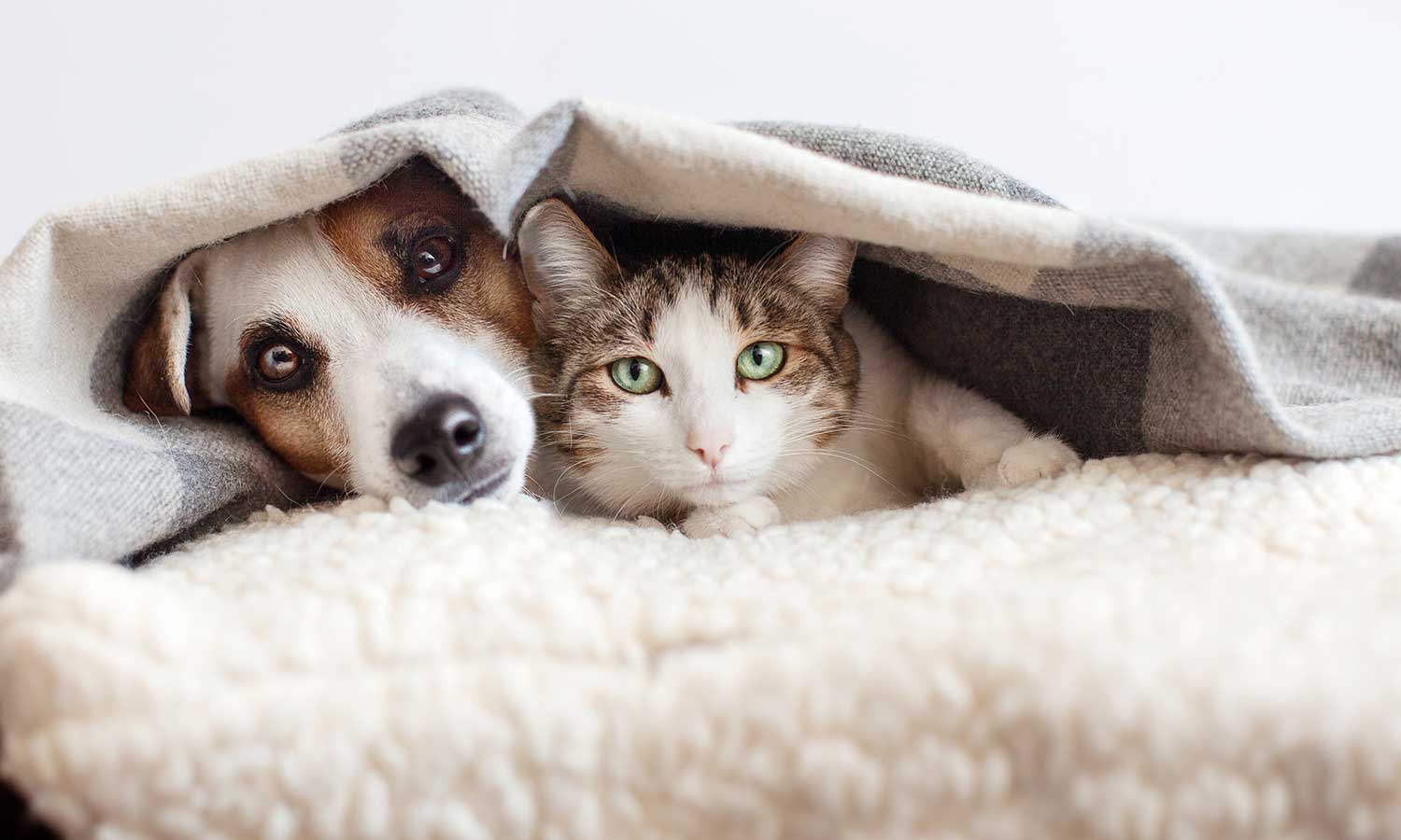 A dog and cat hiding under a blanket