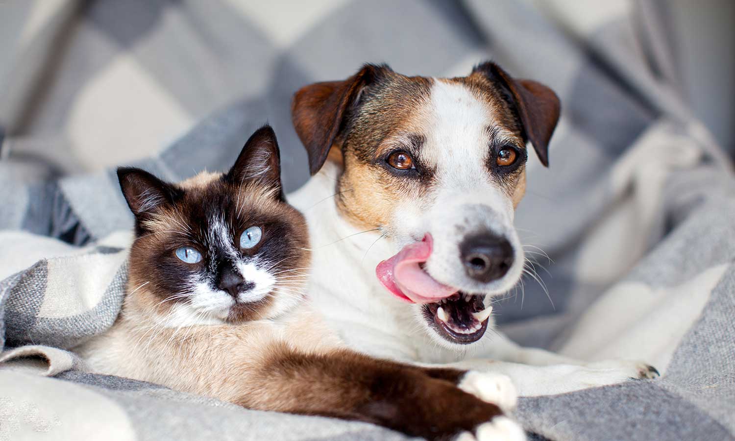 A cat and dog